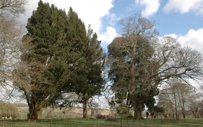 It’s National Hedgerow Week!