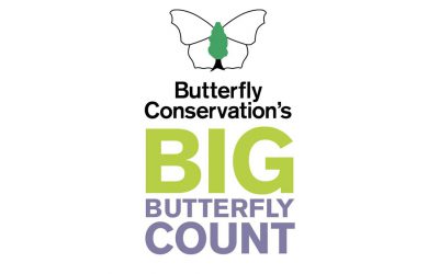 The Big Butterfly Count is ON!