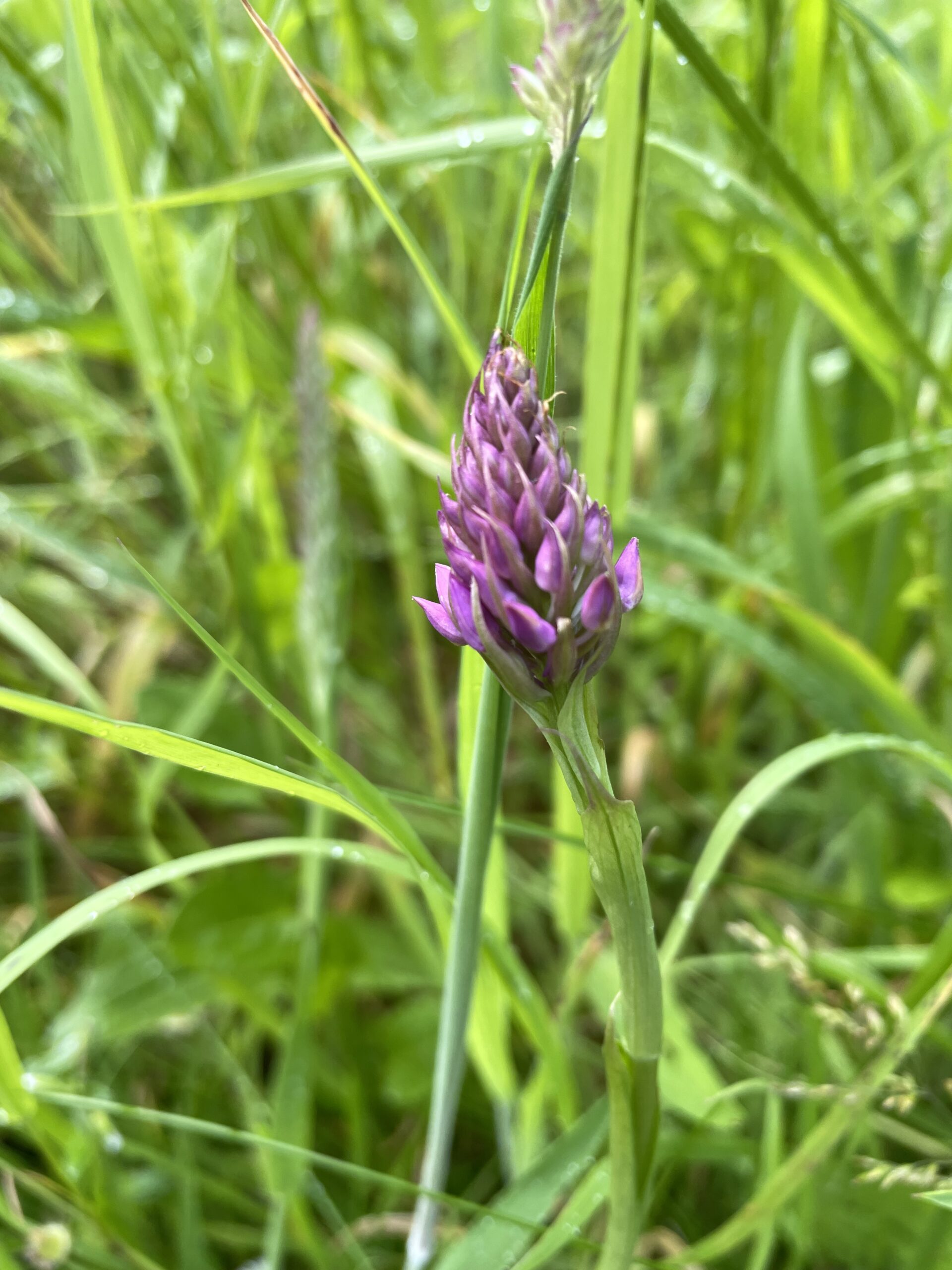 a bee orchid